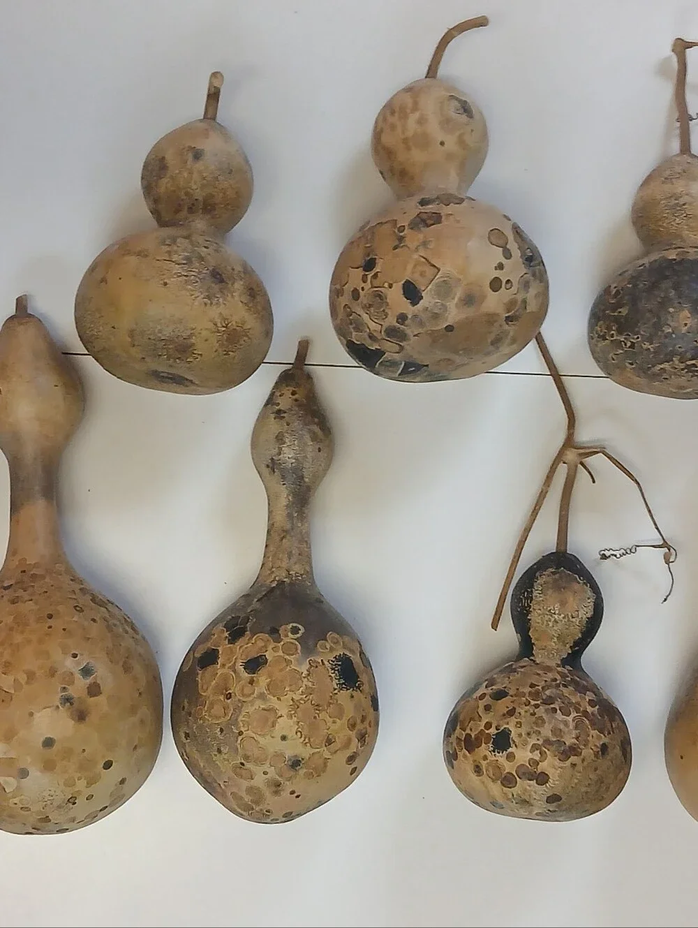 Decorative Natural Dried Gourds - Beige and Brown Home Art - Picture 9 of 10